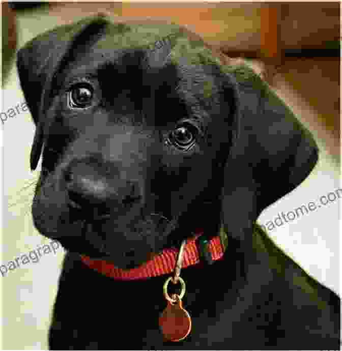 A Cute Labrador Retriever Puppy The Complete Guide To Labrador Retrievers: Selecting Raising Training Feeding And Loving Your New Lab From Puppy To Old Age