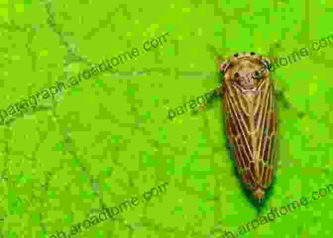 A Green Insect Perched On A Leaf, Showcasing The Intricate Patterns And Colors Of The Natural World Amazing Color Green Johanna Sparrow