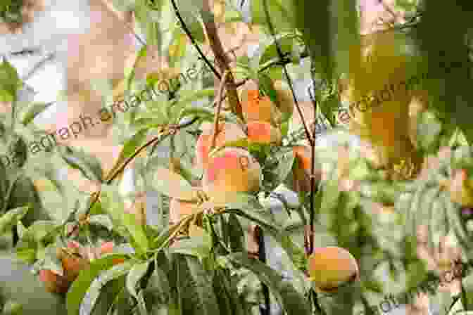 A Lush Texas Peach Orchard, Rows Of Peach Trees Laden With Ripe, Fuzzy Peaches. Texas Peach Handbook (Texas A M AgriLife Research And Extension Service Series)