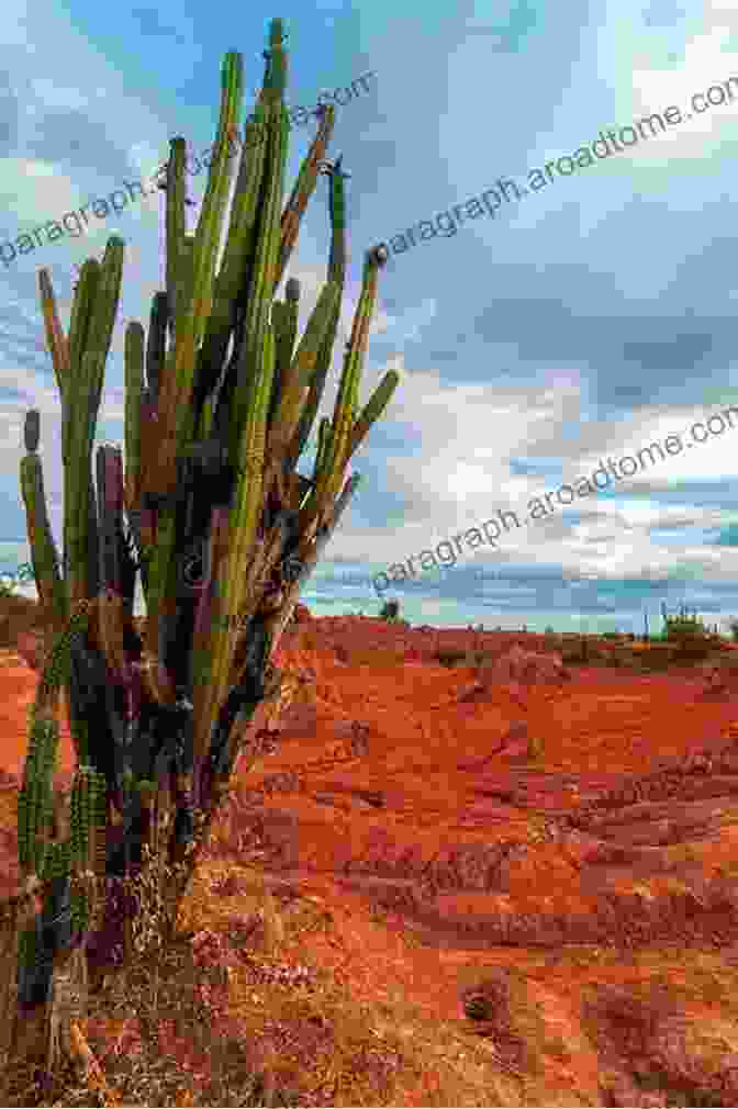 A Majestic San Pedro Cactus, Towering Over The Desert Landscape. Cactus Of Mystery: The Shamanic Powers Of The Peruvian San Pedro Cactus