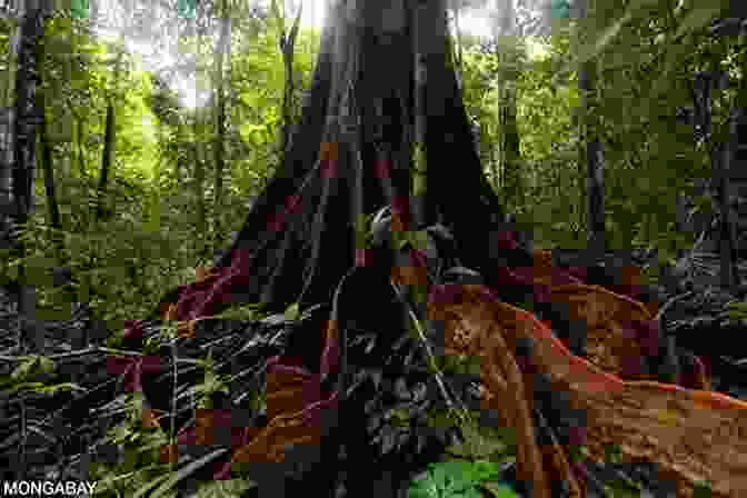 A Pristine Rainforest, Its Towering Trees Forming A Dense Canopy, Serving As A Haven For Diverse Wildlife And A Vital Carbon Sink, Emphasizing The Importance Of Preserving Natural Ecosystems. Natural Wonders Jim DeFelice