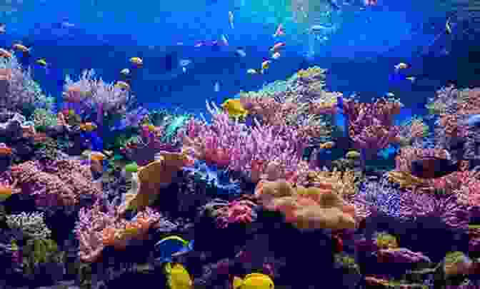 A Vibrant Underwater Scene, With Colorful Fish Darting Through Coral Reefs, Showcasing The Breathtaking Diversity Of Marine Life. A Day At The Zoo