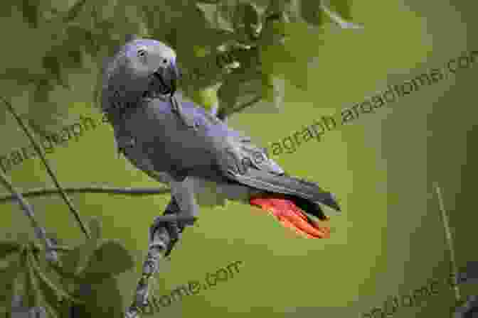 African Gray Parrot The Most Gorgeous 12 Varieties Of Parrots: For Birds Lovers Like African Gray Parrot Lory Parrot Lorikeet Parrot And Others ( Photography Coffee Table (The Most Gorgeous Varieties Of Animal)