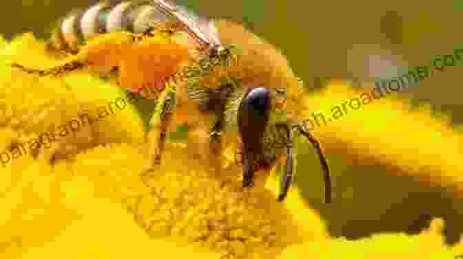 Close Up Photograph Of Bee On A Flower Close Up Photography In Nature