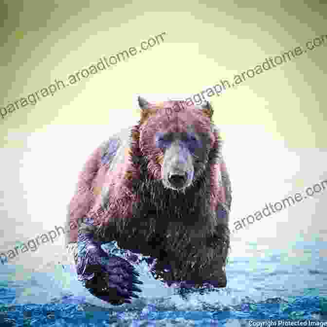 Coastal Grizzly Bear Roaming The Shores Of Bella Bella Aaron Wilderness Bella Bella (Aaron S Wilderness 2)