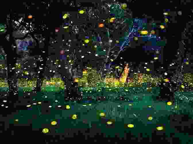 Fireflies Dancing In A Summer Meadow Lightning Storms: Exploring Nature S Awesome Fireworks (A Window Into Our Weird Wacky Wonderful World 3)