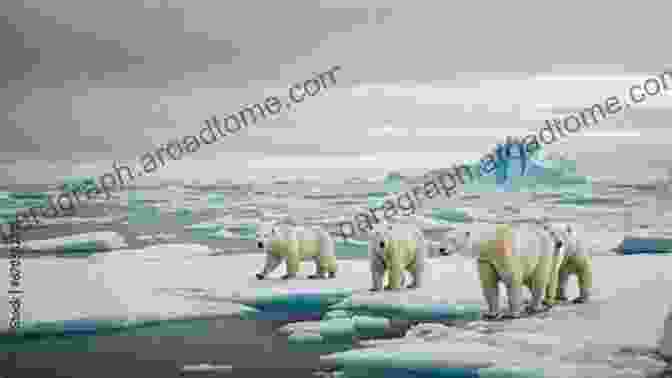 Group Of Polar Bears Roaming Across Icy Terrain Way Up In The Arctic