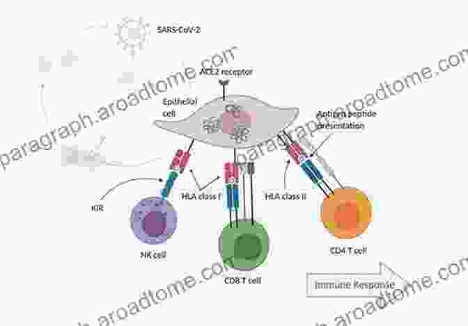 HLA DR3 And HLA DQ2 Alleles In Autoimmune Thyroiditis Etiology Autoimmune Thyroiditis: Approaches Towards Its Etiological Differentiation