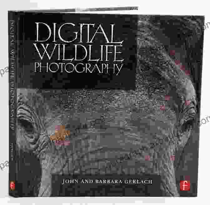 John Gerlach, Digital Wildlife Photographer Digital Wildlife Photography John Gerlach