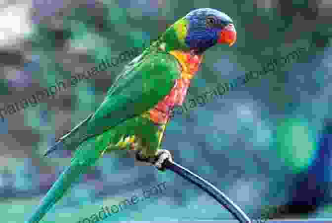 Lorikeet Parrot The Most Gorgeous 12 Varieties Of Parrots: For Birds Lovers Like African Gray Parrot Lory Parrot Lorikeet Parrot And Others ( Photography Coffee Table (The Most Gorgeous Varieties Of Animal)