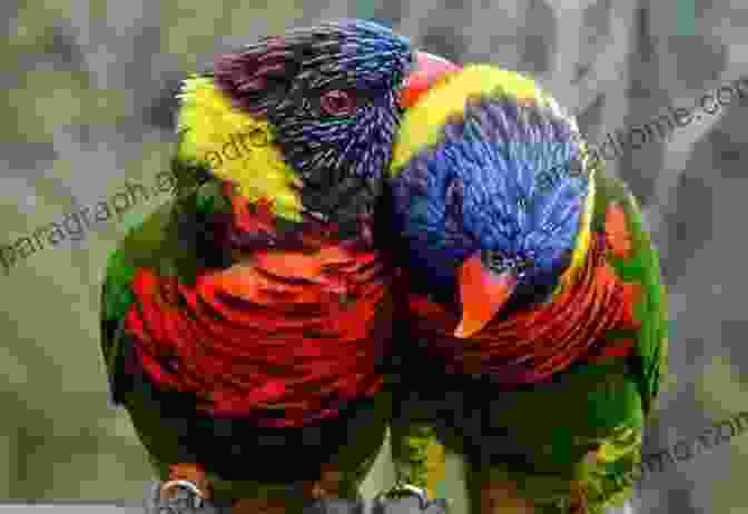 Lory Parrot The Most Gorgeous 12 Varieties Of Parrots: For Birds Lovers Like African Gray Parrot Lory Parrot Lorikeet Parrot And Others ( Photography Coffee Table (The Most Gorgeous Varieties Of Animal)