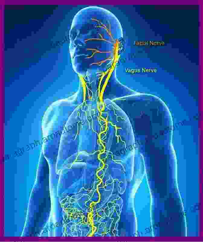 The Vagus Nerve Is A Long Nerve That Runs From The Brainstem To The Abdomen. It Plays A Vital Role In Regulating Many Bodily Functions, Including Digestion, Heart Rate, And Immune Function. VAGUS NERVE: The Ultimate Guide To Access The Healing Power Of The Vagus Nerve