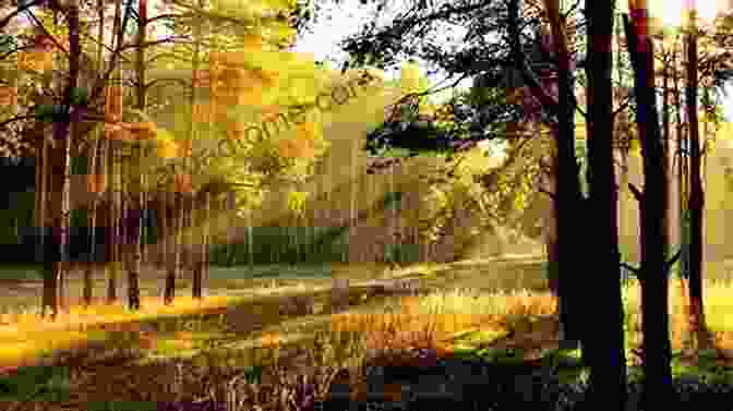 Tranquil Forest Bathed In Golden Sunlight Fractal Flames: Cool: Soothing Images Excellent For Calming The Nerves