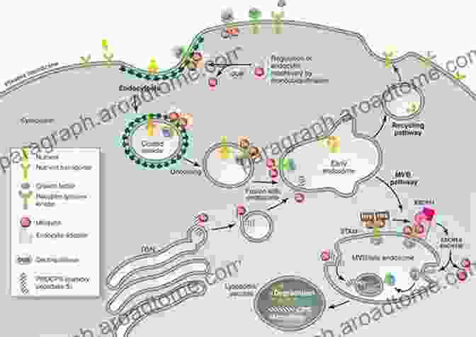 Ubiquitination And Transmembrane Signaling Ubiquitination And Transmembrane Signaling (ISSN 141)