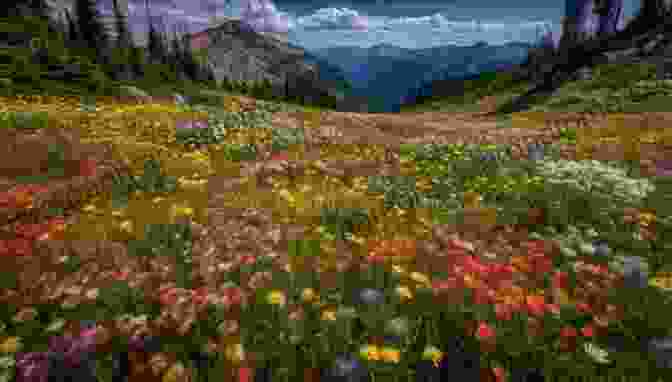 Vibrant Wildflowers Blooming In A Lush Meadow In Washington Washington Wildflower Hikes: 50 Destinations Jeremy Barnes